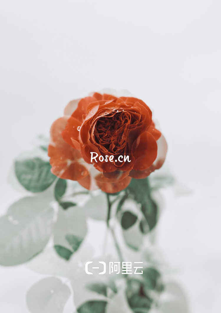 rose.cn